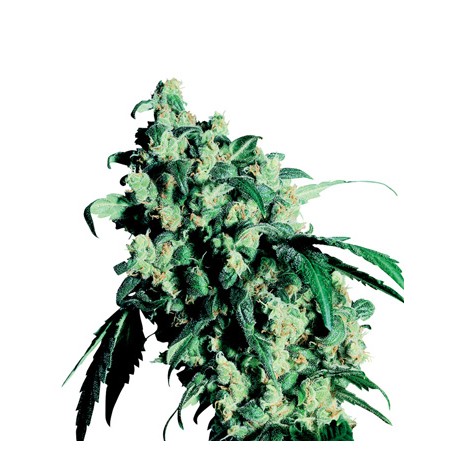 Graines de Super Skunk® de la Sensi Seeds Bank