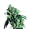 Super Skunk® - Sensi Seeds Bank