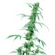 Fruity Juice® graines de cannabis de la Sensi Seeds Bank
