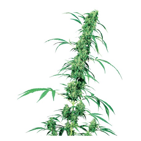 Fruity Juice® graines de cannabis de la Sensi Seeds Bank