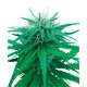 Ruderalis Indica graine de cannabis de la Sensi Seeds Bank