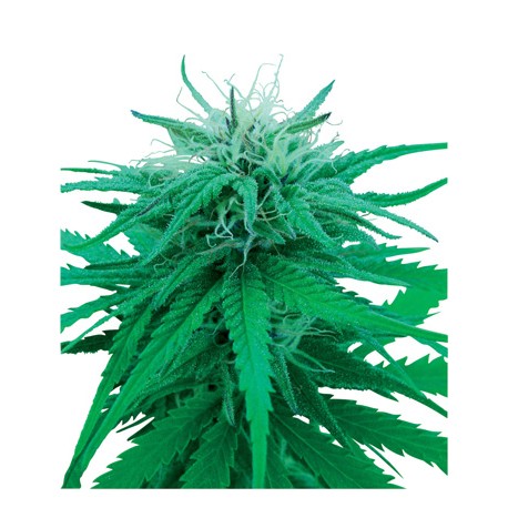 Ruderalis Indica graine de cannabis de la Sensi Seeds Bank