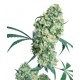 Jack Herer® - Sensi Seeds Bank