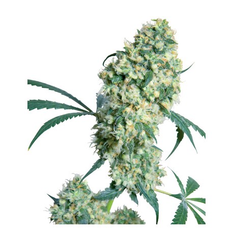 Jack Herer® - Sensi Seeds Bank