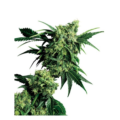 Ed Rosenthal Super Bud® - Sensi Seeds Bank