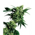 Mr Nice G13 x Hash Plant® - Sensi Seeds Bank