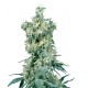Black Domina® - Sensi Seeds Bank
