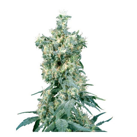 Black Domina® - Sensi Seeds Bank