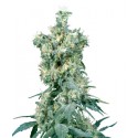 American Dream® - Sensi Seeds Bank