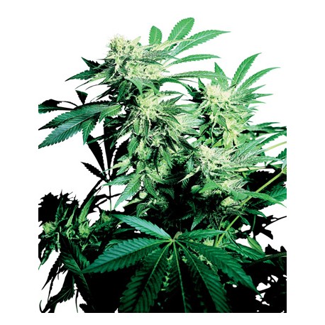 Mother's Finest® - Sensi Seeds Bank