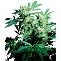 Skunk Kush® - Sensi Seeds Bank