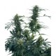 Skunk Kush® - Sensi Seeds Bank