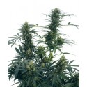 Guerilla's Gusto® - Sensi Seeds Bank