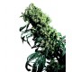 Northern Lights® - Sensi Seeds Bank