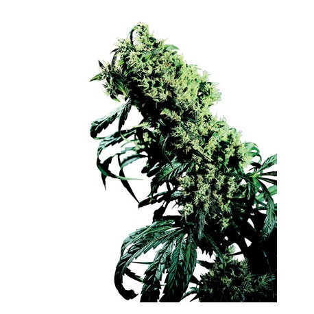 Northern Lights® - Sensi Seeds Bank