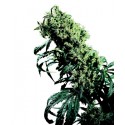 Northern Lights N°5 x Haze® - Sensi Seeds Bank