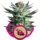 Fruit Spirit - Royal Queen Seeds
