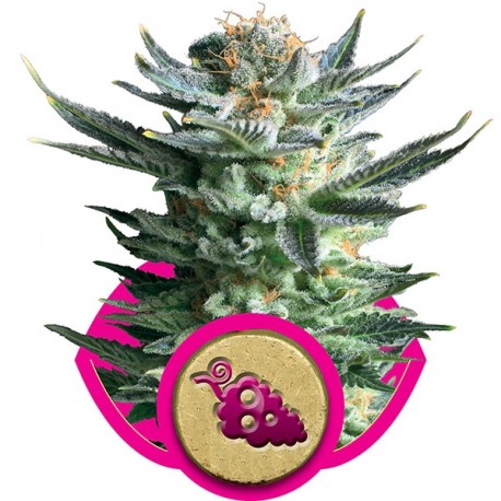 Fruit Spirit - Royal Queen Seeds