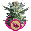 Fruit Spirit - Royal Queen Seeds