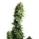 Fruit Spirit - Royal Queen Seeds