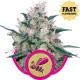 Honey Cream Fast Version de chez Royal Queen Seeds, l'ex Royal Caramel