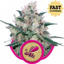 Honey Cream Fast Version - Royal Queen Seeds