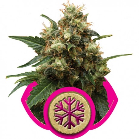 Honey Cream Fast Version - Royal Queen Seeds