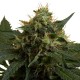 Honey Cream Fast Version - Royal Queen Seeds