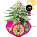 White Widow - Royal Queen Seeds