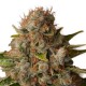 Graines de White Widow féminisées de chez Royal Queen Seeds