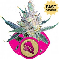 Royal Cheese (Fast Version) - Royal Queen Seeds