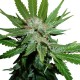 White Widow - Royal Queen Seeds