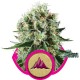 Royal Cheese (Fast Version) - Royal Queen Seeds