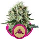 Graines de Critical Kush féminisées de la Royal Queen Seeds