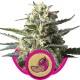 Graines de Lemon Haze - Royal Queen Seeds