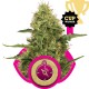 Lemon Haze - Royal Queen Seeds