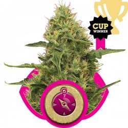 Northern Light - Royal Queen Seeds