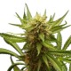 Lemon Haze - Royal Queen Seeds