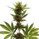 Lemon Haze - Royal Queen Seeds