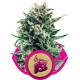 Northern Light - Royal Queen Seeds