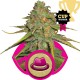 Royal AK - Royal Queen Seeds