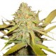 Royal AK - Royal Queen Seeds