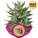 OG Kush - Royal Queen Seeds