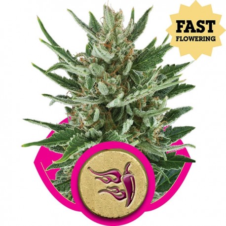 OG Kush - Royal Queen Seeds