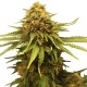 Speedy Chile Fast flowering - Royal Queen Seeds