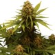 Speedy Chile Fast flowering - Royal Queen Seeds