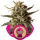 Graines de Bubblegum de chez Royal Queen Seeds