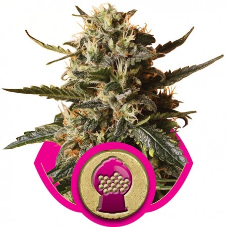 Graines de Bubblegum de chez Royal Queen Seeds