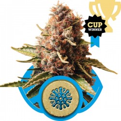 Euphoria - Royal Queen Seeds