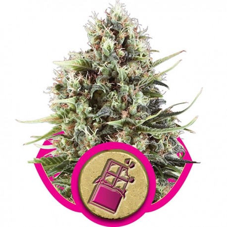 Euphoria - Royal Queen Seeds